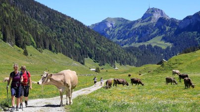 Gefahr Auf Der Alm Immer Wieder Greifen Kuhe Wanderer An Panorama Nordbayern De